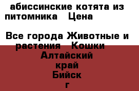 абиссинские котята из питомника › Цена ­ 15 000 - Все города Животные и растения » Кошки   . Алтайский край,Бийск г.